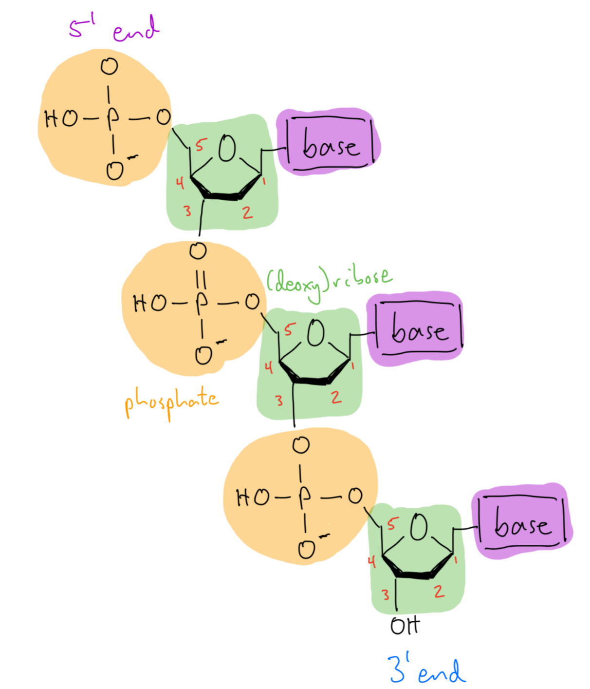 Diagram of DNA structure showing 5&rsquo; to 3&rsquo; directionality